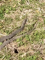 Nerodia erythrogaster