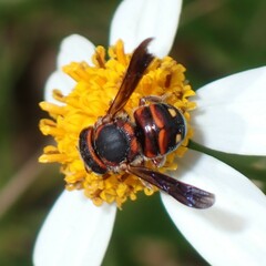 Anthidiellum perplexum