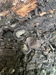 Resupinatus alboniger