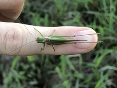 Conocephalus cinereus