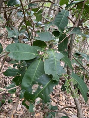 Chionanthus ramiflorus
