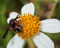 Anthidiellum perplexum