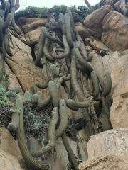 Trichocereus chiloensis litoralis