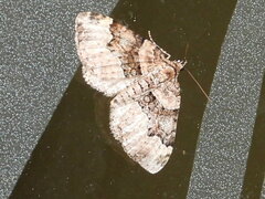 Xanthorhoe