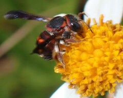 Anthidiellum perplexum