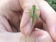 Conocephalus cinereus