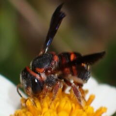 Anthidiellum perplexum