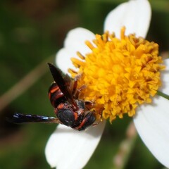 Anthidiellum perplexum