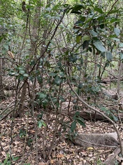 Chionanthus ramiflorus