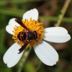 Anthidiellum perplexum