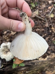 Tricholoma columbetta