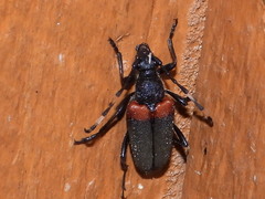 Stictoleptura canadensis