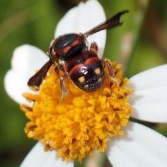 Anthidiellum perplexum