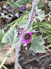 Sphaeralcea obtusiloba