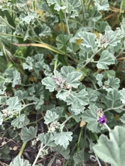 Sphaeralcea obtusiloba