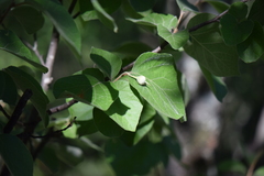 Styrax platanifolius