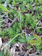 Chevreulia acuminata