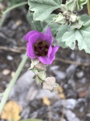 Sphaeralcea obtusiloba