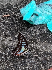 Graphium evemon