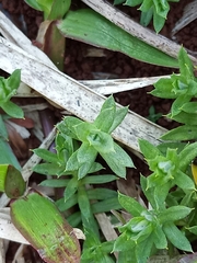 Chevreulia acuminata