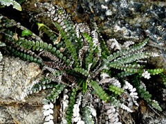Blechnum blechnoides