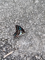 Graphium evemon