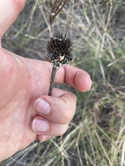 Echinacea angustifolia