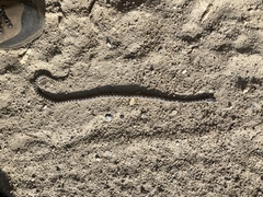 Pituophis catenifer deserticola
