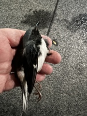 Setophaga caerulescens