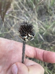 Echinacea angustifolia