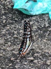 Graphium evemon