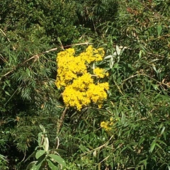 Acrisione