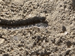 Pituophis catenifer deserticola