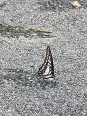 Graphium evemon