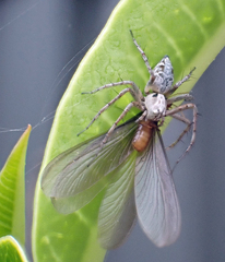 Oxyopes variabilis