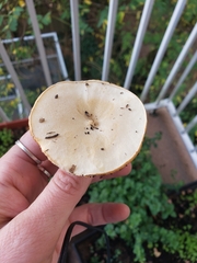 Melanoleuca verrucipes