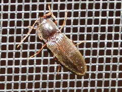 Hemicrepidius nemnonius