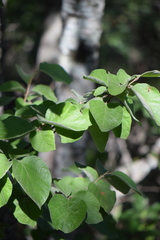 Styrax platanifolius