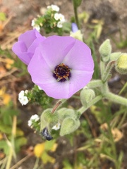 Cristaria glaucophylla