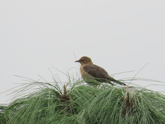 Turdus rufitorques