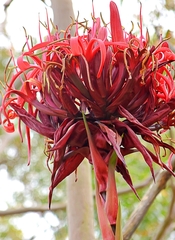 Doryanthes excelsa