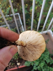 Melanoleuca verrucipes