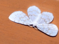 Hydrelia albifera