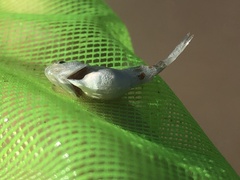 Carangidae