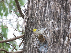 Setophaga occidentalis