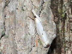 Microcrambus