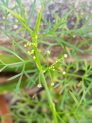 Cyclospermum leptophyllum