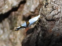 Argyresthia oreasella