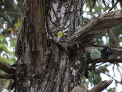 Setophaga occidentalis