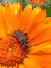 Chauliognathus limbicollis